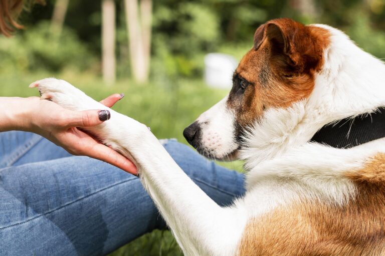 "Ti presento il cane", il Comune di Pescina e AMA Mano nella zampa presentano due giornate dedicate ai nostri amici più fedeli
