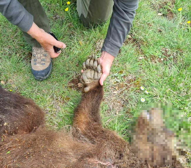 Morte dei due cuccioli di orso bruno marsicano, Enpa: "I bacini artificiali vanno messi in sicurezza ovunque"