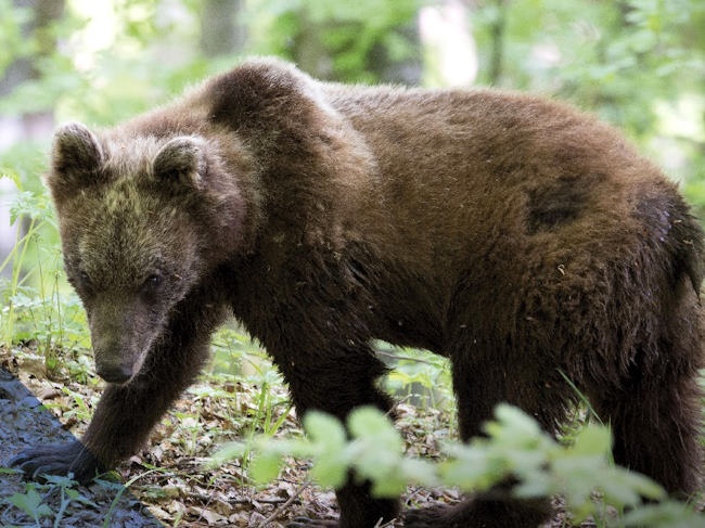 Anche nel Parco Nazionale del Gran Sasso nasce un Comitato della "Comunità a misura d'Orso"