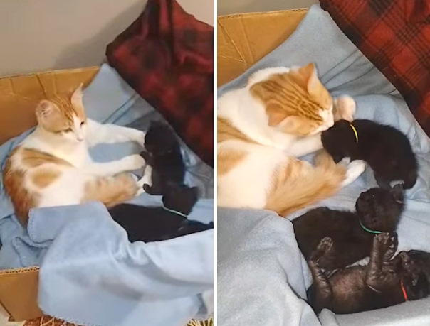 Tre gattini rimasti orfani vengono "adottati" da papà gatto
