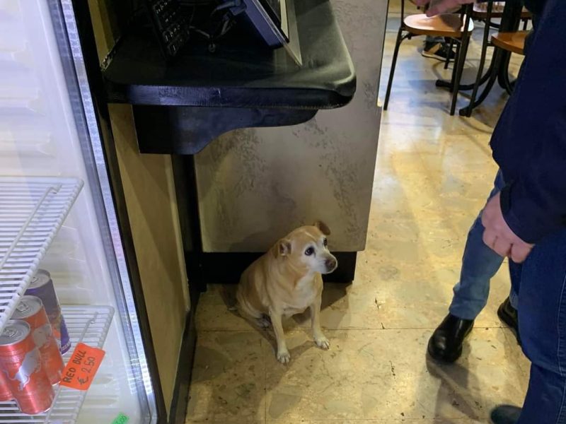Petardi e botti, il cane impaurito si rifugia in un bar