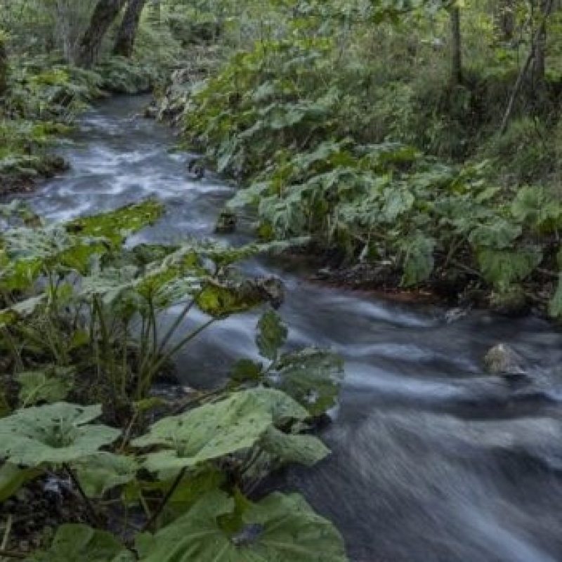 Fiume Giovenco