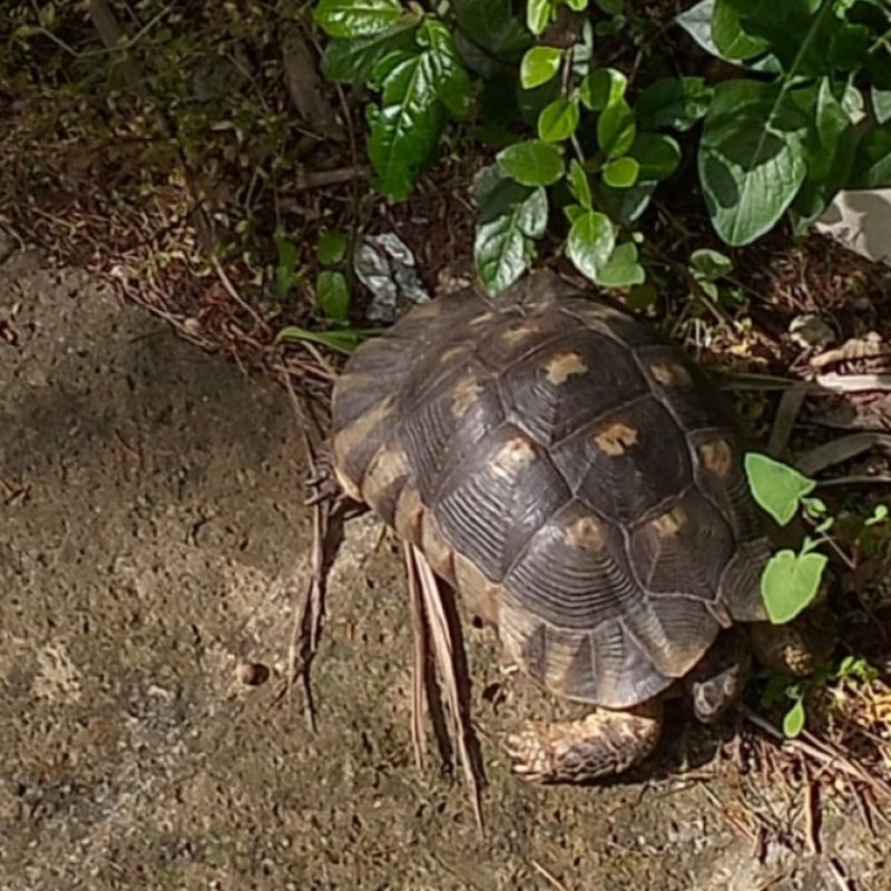 la Testuggine marginata trovata nei pressi del laghetto della Villa Comunale di Chieti