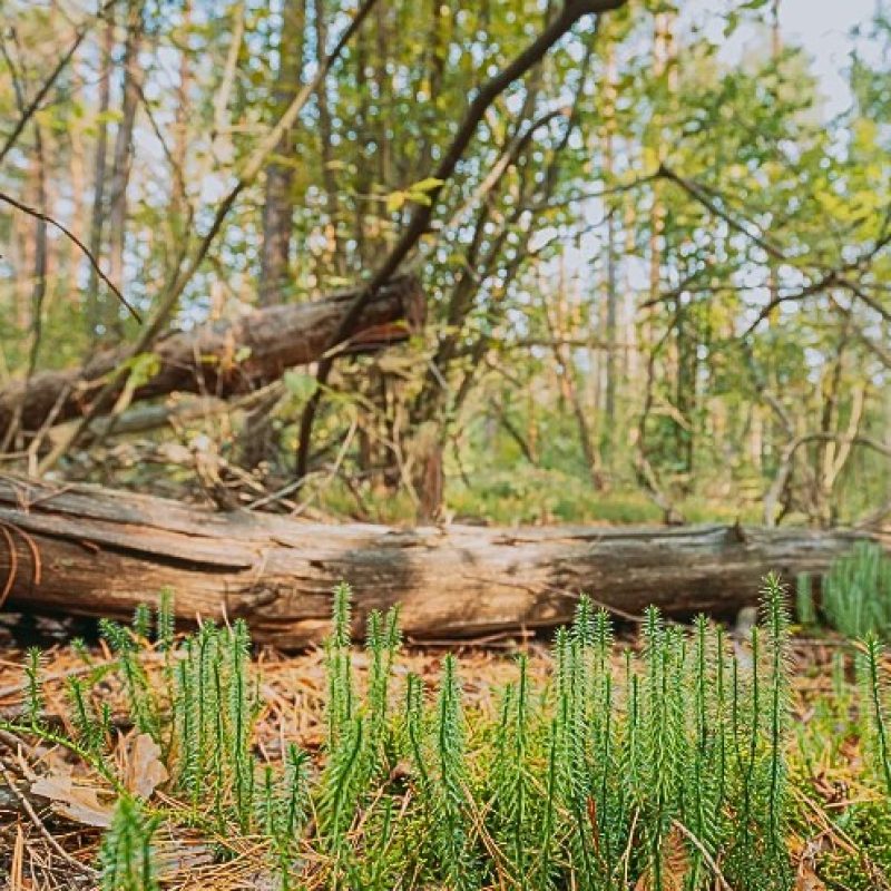 albero caduto