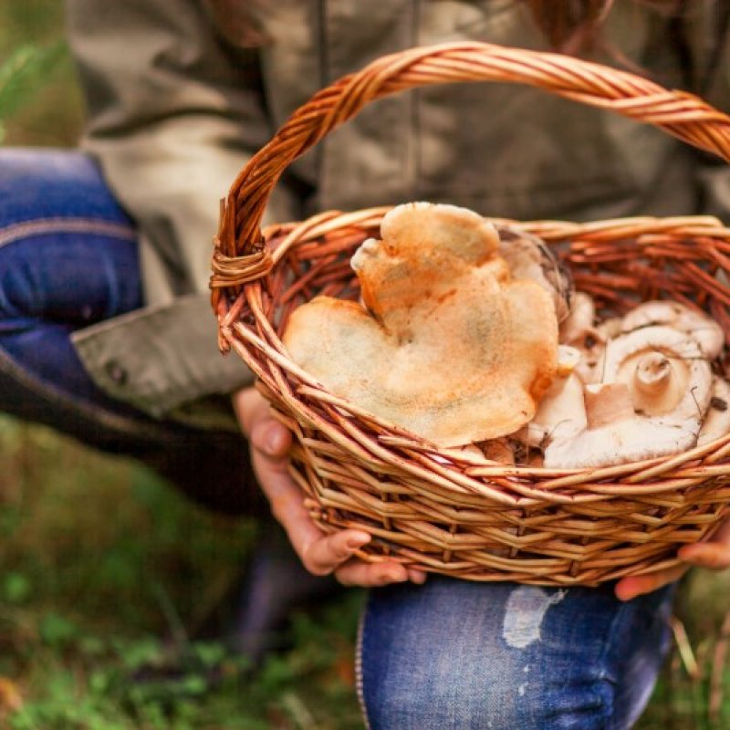 raccolta funghi