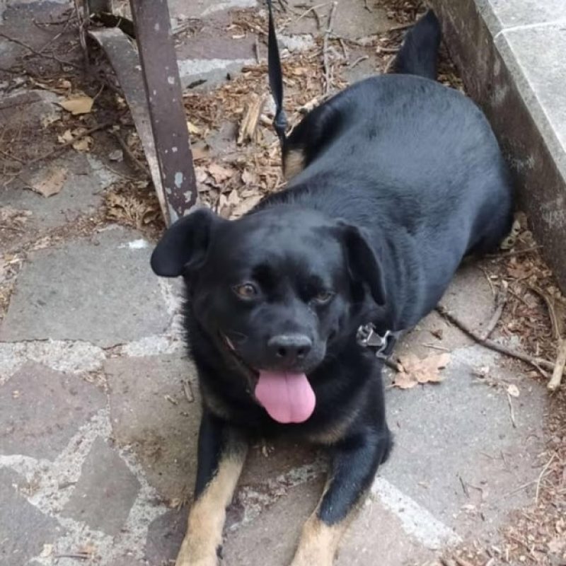Appello da San Pelino: “Aiutate mia nonna a ritrovare il suo cane”
