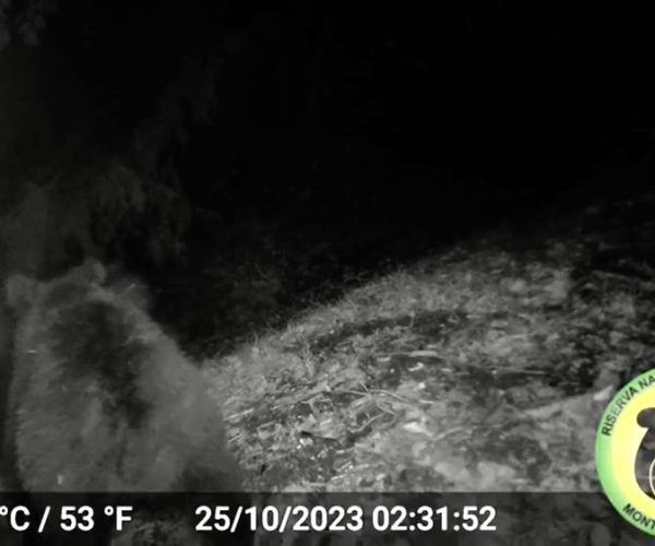 ORSA CON CUCCIOLI SUL SALVIANO