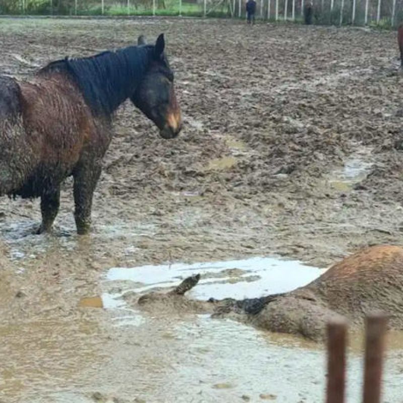 Animalisti e attivisti da tutta Italia per la mobilitazione di domani a L'Aquila, Rizzi: "L'unico che non ha aderito è Biondi"