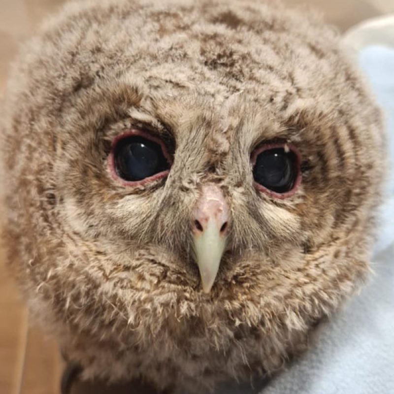 Cucciolo di rapace salvato e affidato al Parco Faunistico: "Si raccomanda di non prelevare i piccoli"