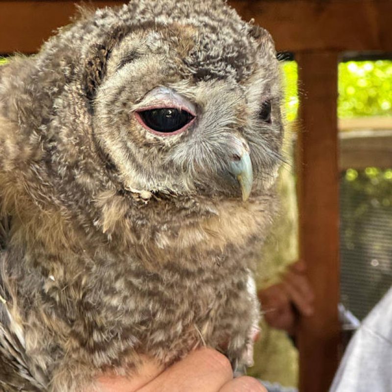 L'allocco Anacleto, salvato nella Marsica, torna finalmente libero
