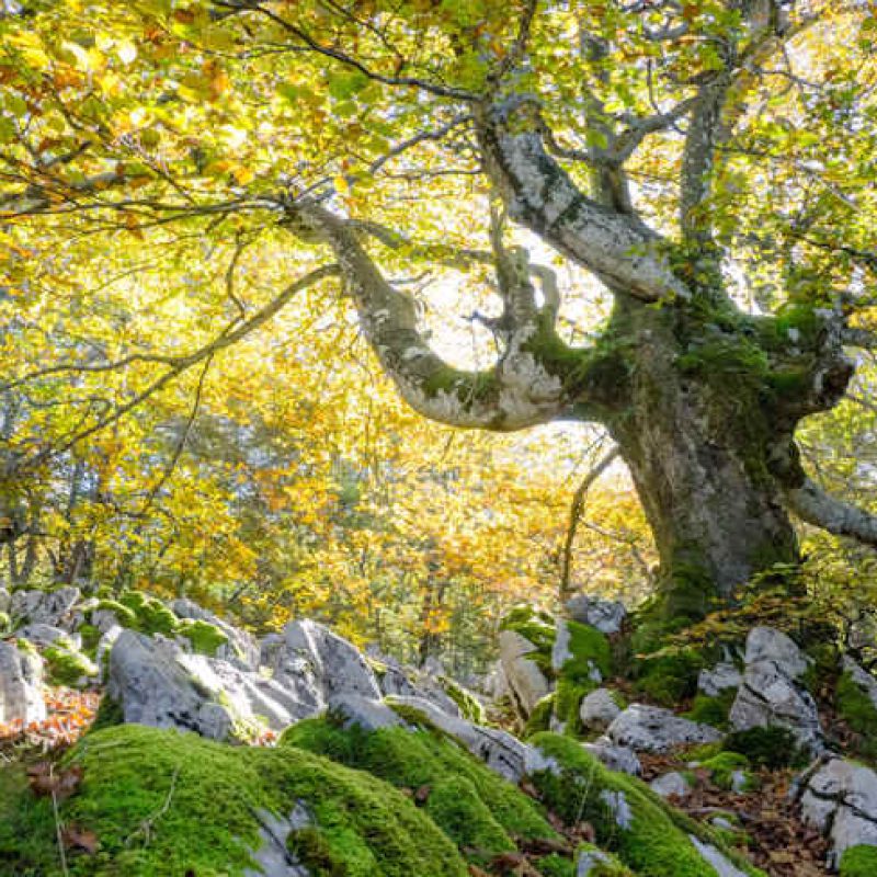 "Forestiamo Domani": a Civitella Roveto gli studenti protagonisti di una giornata green nel cuore della natura