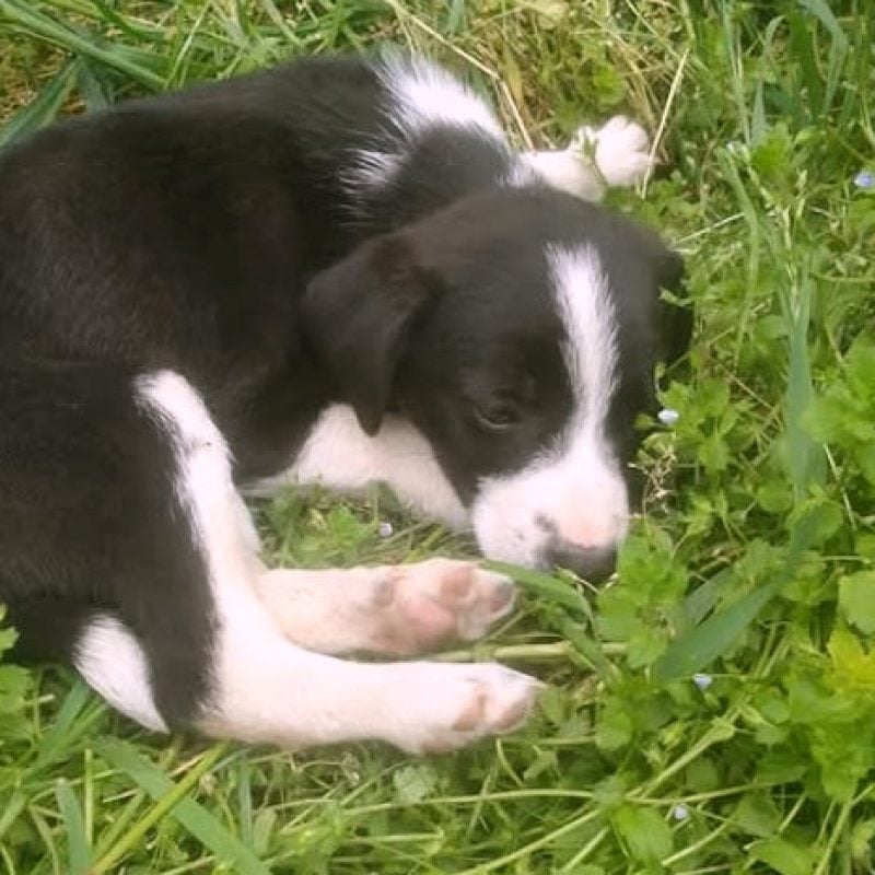 La cagnolina Lullaby non ce l'ha fatta: "Lanciata da un'auto in corsa a soli 40 giorni"
