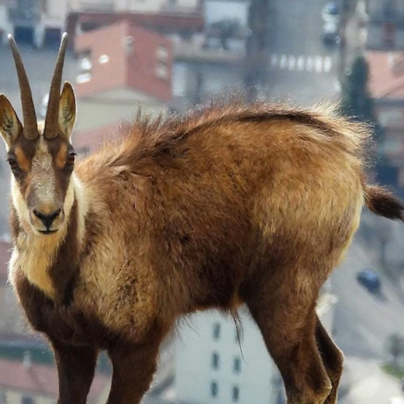 Animali selvatici sentinelle della salute: nuovo studio dell'università di Teramo in collaborazione con il Parco Nazionale della Maiella