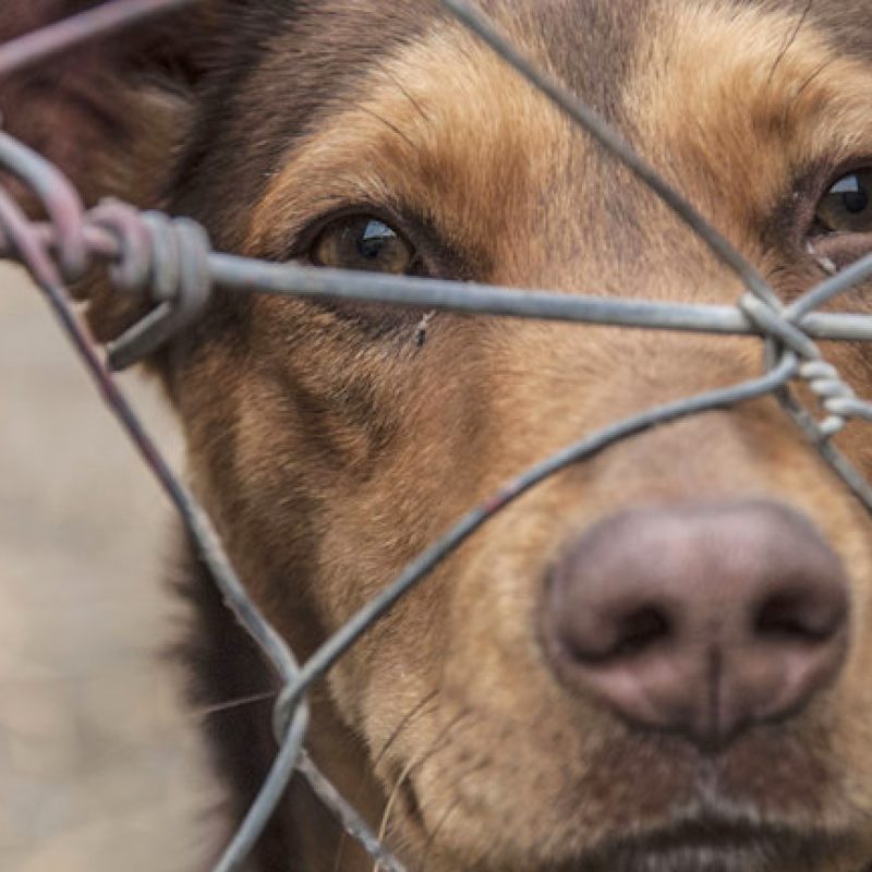Inasprite le pene per chi maltratta gli animali: multe più salate e reclusione per i reati