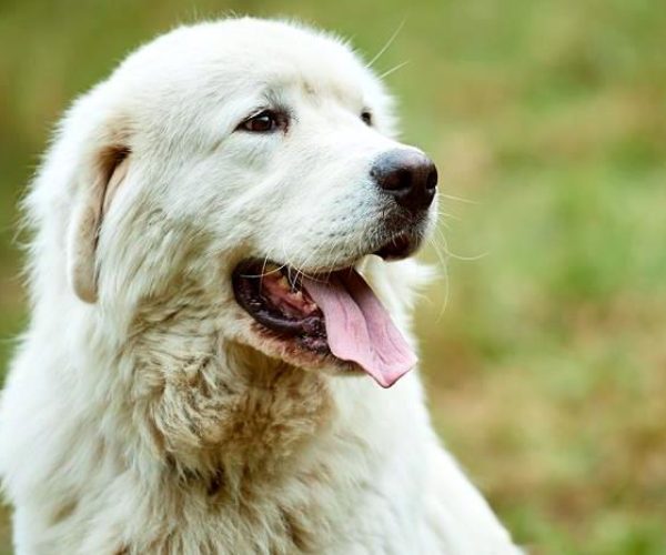 Cane impiccato a un trattore, individuato il presunto responsabile