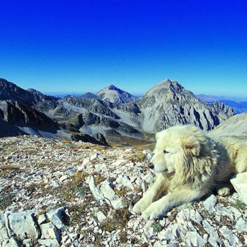 Il Parco nazionale del Gran Sasso dà il via ad "Argos", progetto di Pet Therapy per ragazzi fragili
