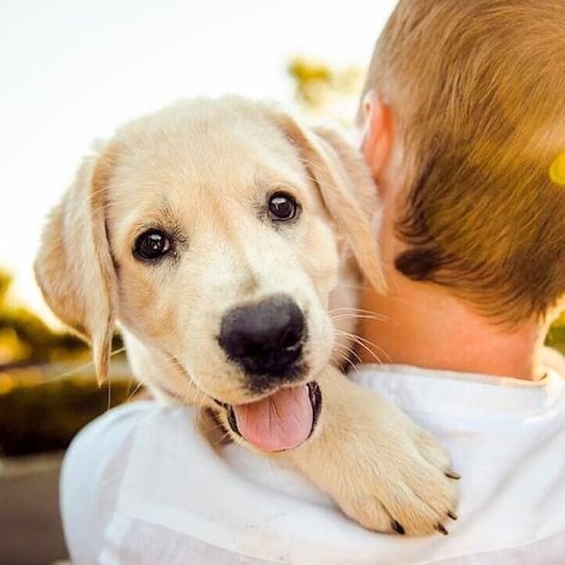 Il Comune di Pescina organizza una giornata per la microchippatura dei cani