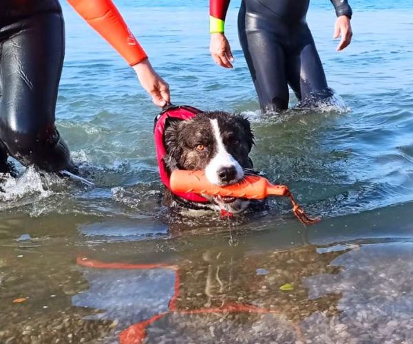 La bella storia di Wallace: dal Canile di Sante Marie a nuovo allievo Sogit per il Soccorso in Acqua