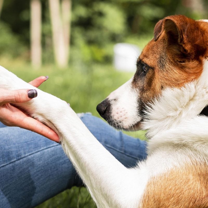 "Ti presento il cane", il Comune di Pescina e AMA Mano nella zampa presentano due giornate dedicate ai nostri amici più fedeli