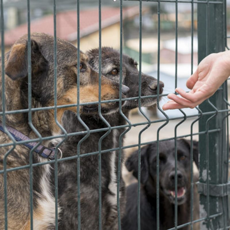 Cani nei canili, Associazioni di volontariato: "Passaggi di proprietà ASL diventati a pagamento, aumentano gli ostacoli per le adozioni"