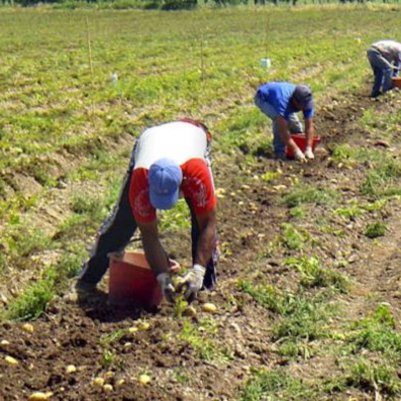 Lotta allo sfruttamento del lavoro in agricoltura