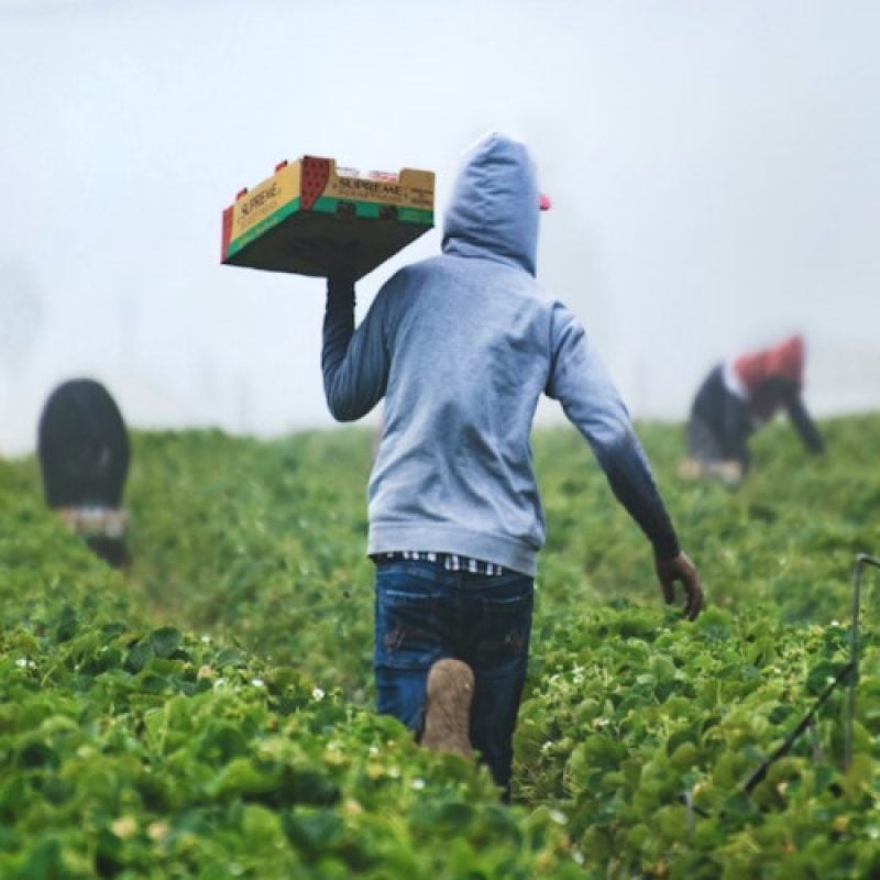 Caporalato in agricoltura, la Prefettura dell'Aquila potenzia prevenzione e controlli integrati nella Marsica