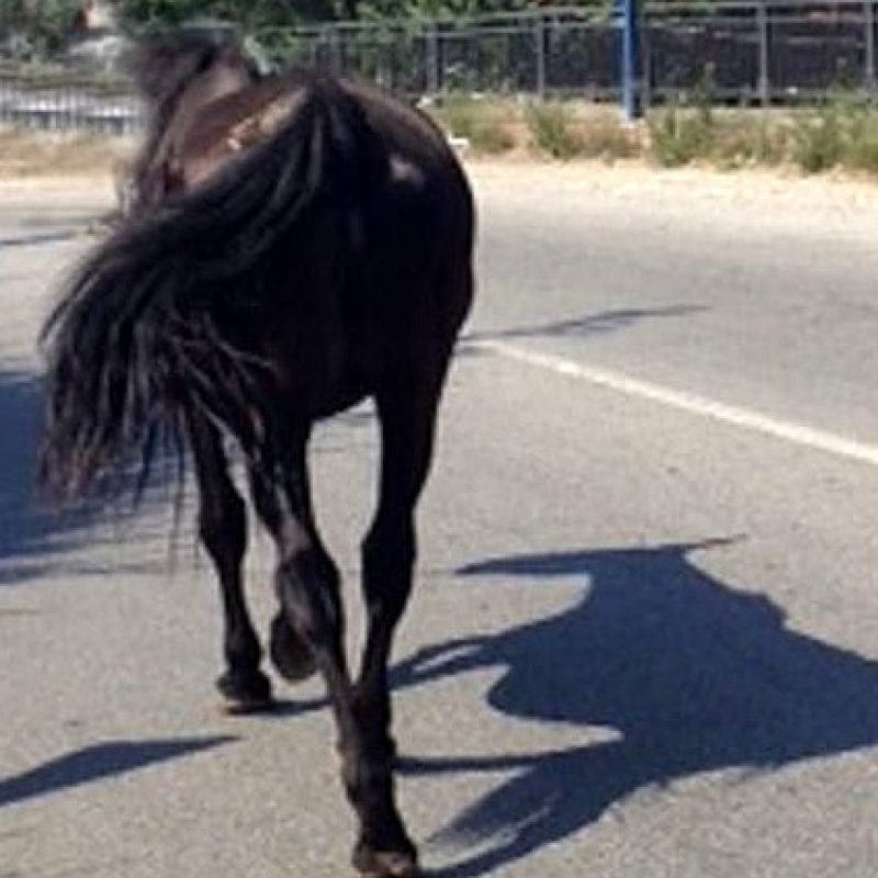 Il Comune di Tagliacozzo previene il rischio degli animali non sorvegliati presenti lungo il percorso del Giro d'Italia