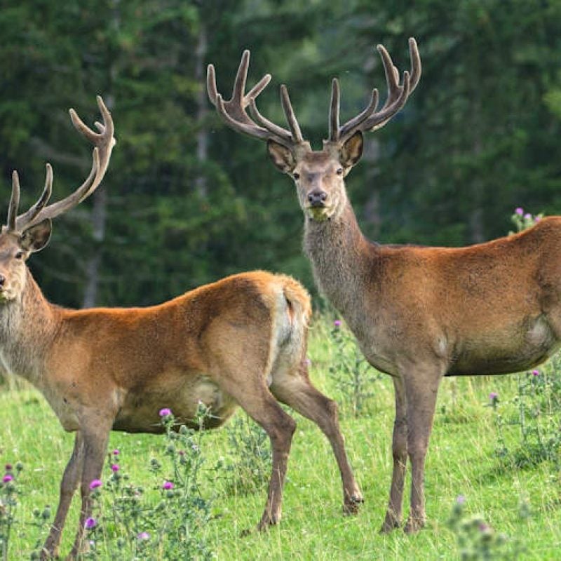 Salvi i cervi in Abruzzo, LNDC Animal Protection, WWF e LAV: "Prevenzione non abbattimenti indiscriminati"