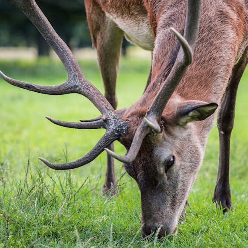 Fauna selvatica in Abruzzo: domani il TAR esaminerà il ricorso contro l'abbattimento di 469 cervi