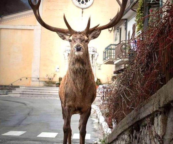 Meraviglie d'Abruzzo: sua maestà il cervo, in una splendida foto di Enzo Minchella