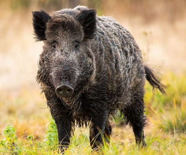 cinghiale
