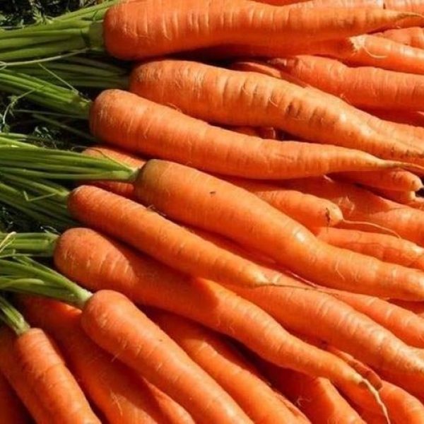 coltivare-le-carote_NG1