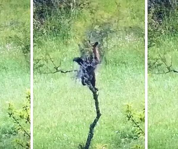 L'orsetto figlio di Amarena scalatore di alberi: il tenero video dello zoologo Paolo Forconi