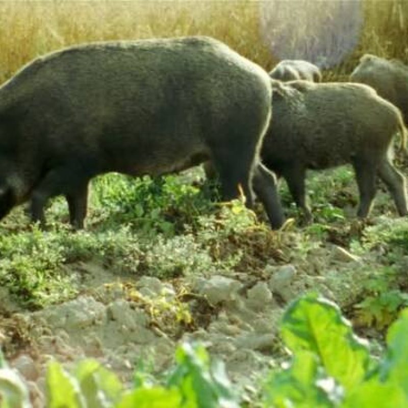 danni cinghiali agricoltura