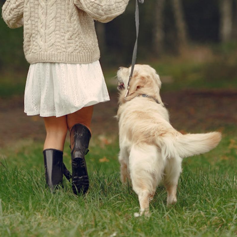 Cani e decoro urbano a Luco dei Marsi, sindaca De Rosa: "Tolleranza zero sulle deiezioni e l'inciviltà"