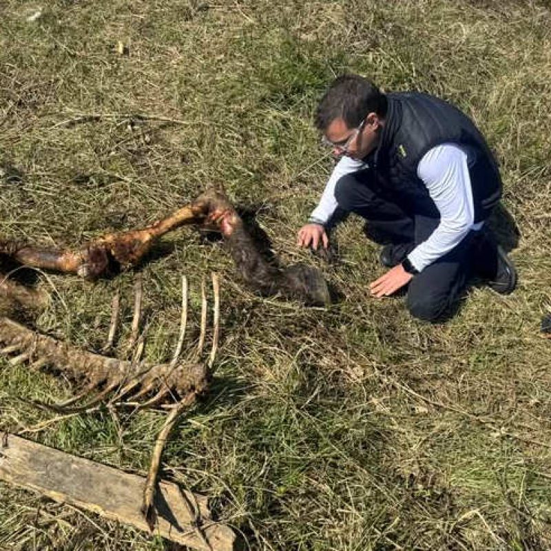 Allevamento Roio, l'attivista Rizzi presenta esposto in Procura: "Chiesto il sequestro urgente"