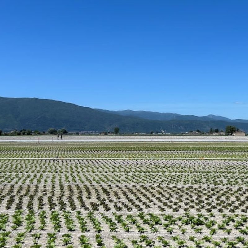 Pannelli fotovoltaici a terra, Verrecchia: "Piana del Fucino sottratta al rischio di un'invasione indiscriminata"