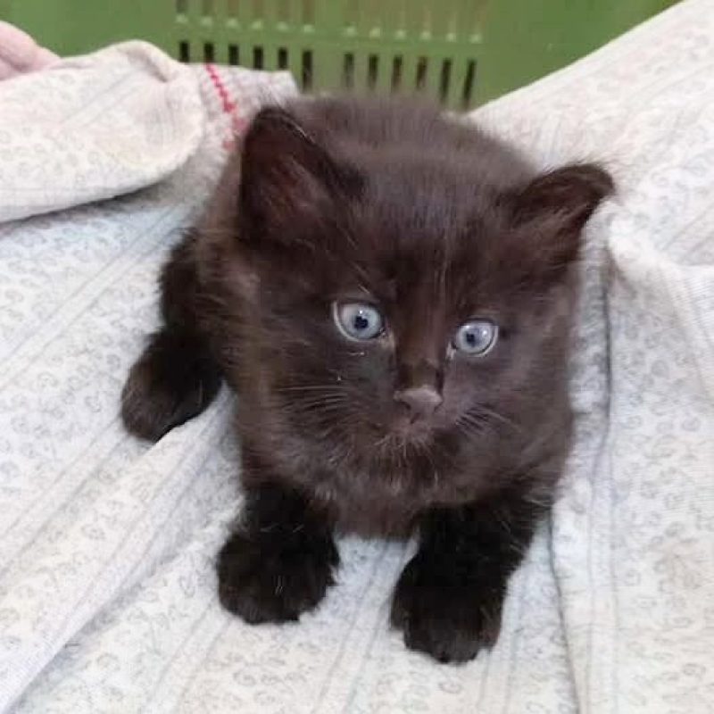 "Almeno non li abbiamo messi in un sacco e buttati in campagna": indignazione per l'abbandono di due gattini