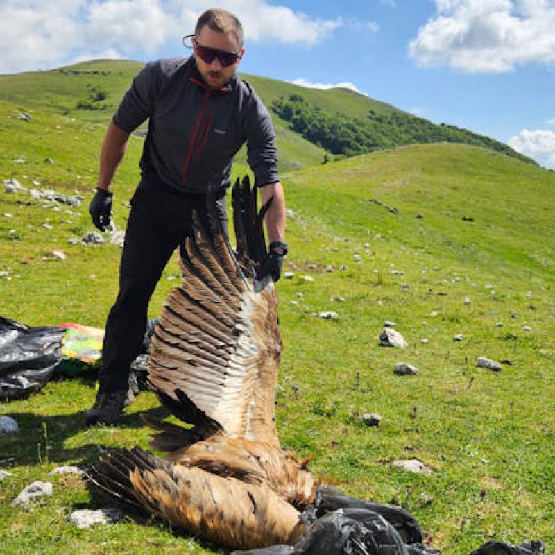 Rinvenute le carcasse di 4 grifoni e 2 nibbi reali, Rewilding Apennines: "Speriamo non sia un nuovo caso di avvelenamento"