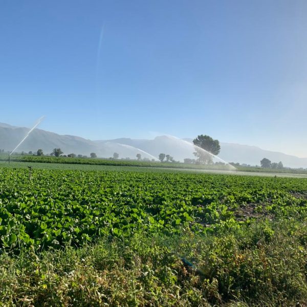 irrigazione campi