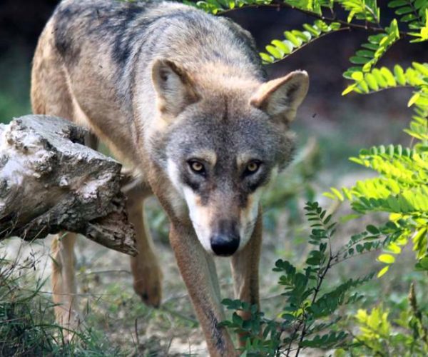 Lupo vagante avvistato nei pressi del centro abitato di Rocca di Botte: ecco come comportarsi