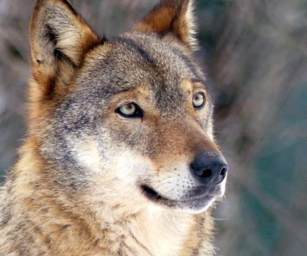 Dopo Oricola e Rocca di Botte, il lupo vagante è stato avvistato anche a Carsoli