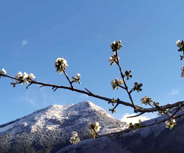 Il monte Faito tra l'ultima neve e fiori di ciliegio, l'incanto del paesaggio marsicano in una foto di Angelo Ianni