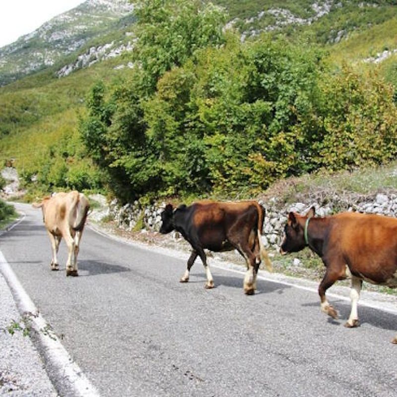 Animali vaganti a Canistro, previsti sequestri immediati e sanzioni per i proprietari