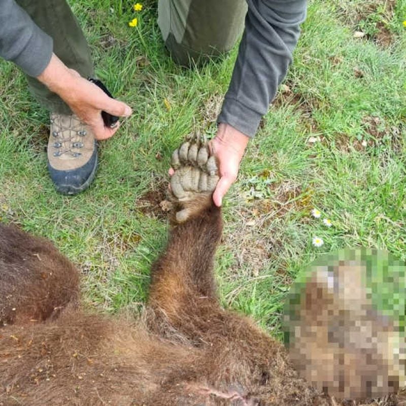 Morte dei due cuccioli di orso bruno marsicano, Enpa: "I bacini artificiali vanno messi in sicurezza ovunque"