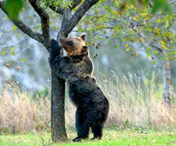 Habitat dell'orso bruno marsicano: i volontari potano alberi da frutto per renderli più produttivi