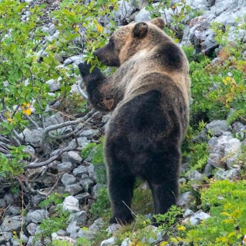 Decesso di tre orsi marsicani e recupero di una cucciola, le analisi dell'Ispra: "Elevata incidenza della mortalità di origine umana"