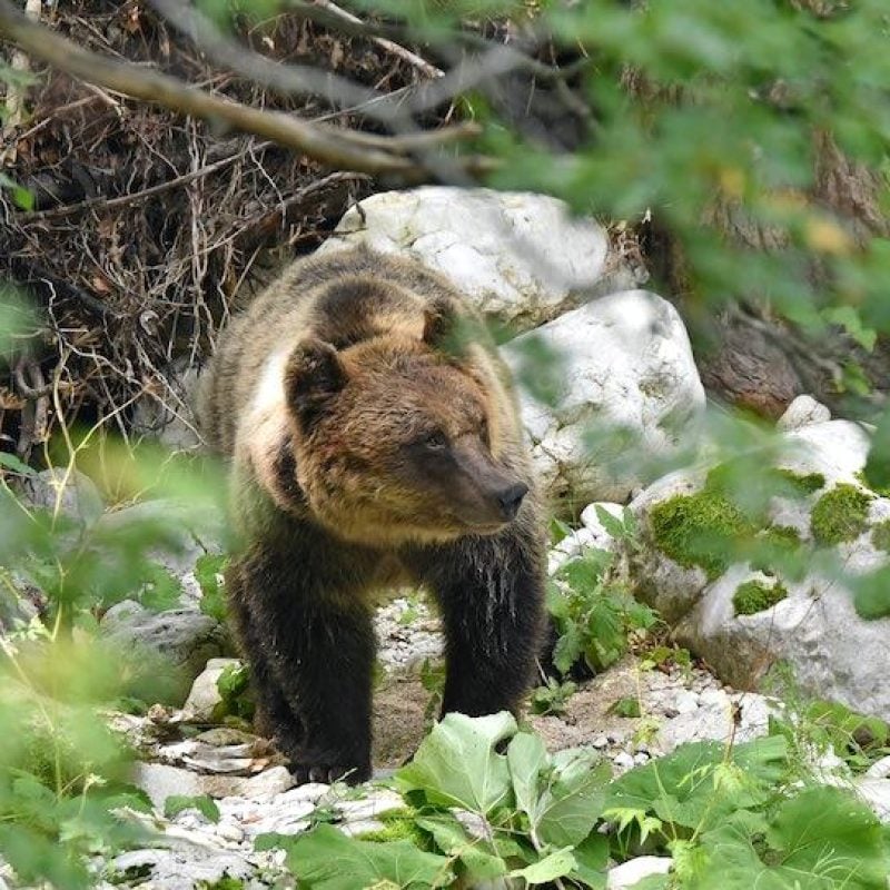 Presenza dell'orso bruno marsicano, il Sindaco di Lecce nei Marsi emana ordinanza per una convivenza sicura
