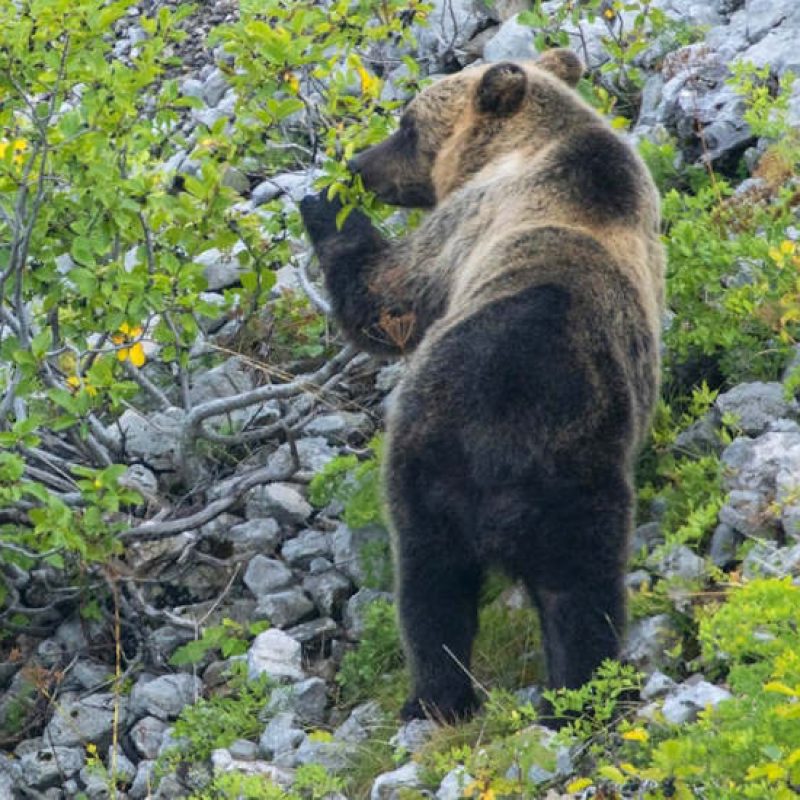 Coesistenza uomo-orso nella Valle Roveto: il 28 Maggio incontro a San Vincenzo Valle Roveto