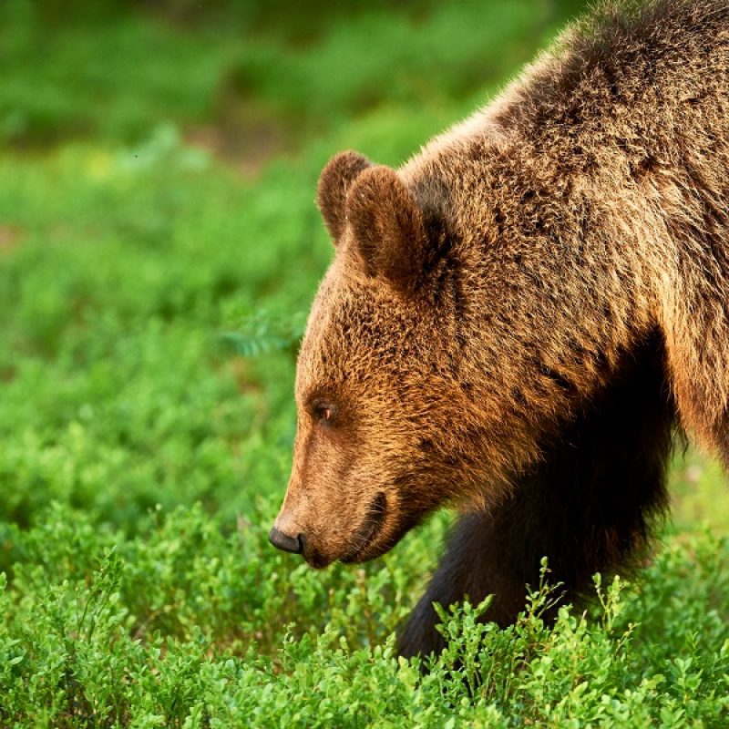 Al via il Comitato della Comunità a Misura d'Orso: a Lecce nei Marsi il primo passo per la coesistenza uomo-orso